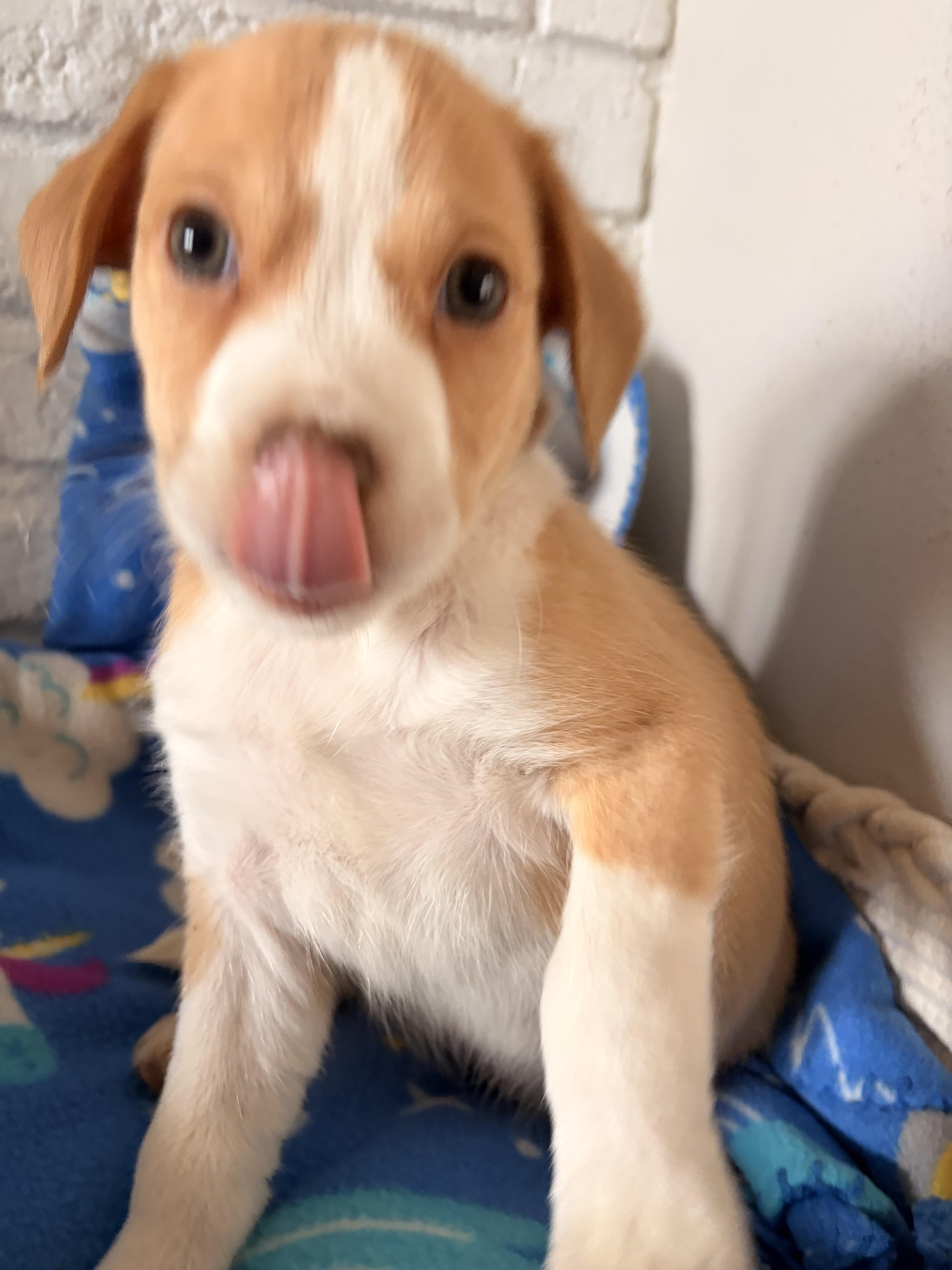 Enlarge Skye, a ADOPTABLE Beagle in Byron, IL image 4/6