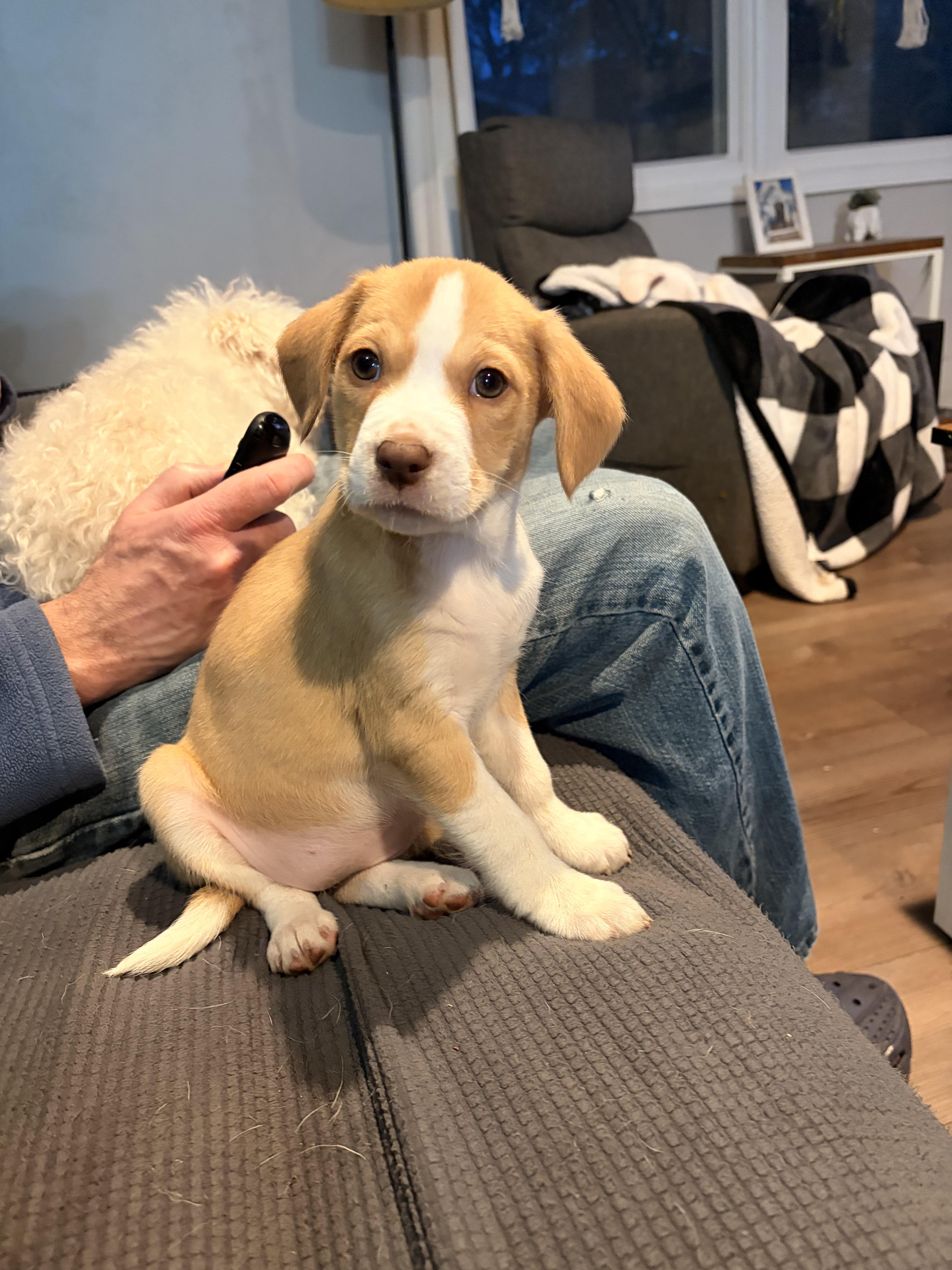 Enlarge Skye, a ADOPTABLE Beagle in Byron, IL image 5/6