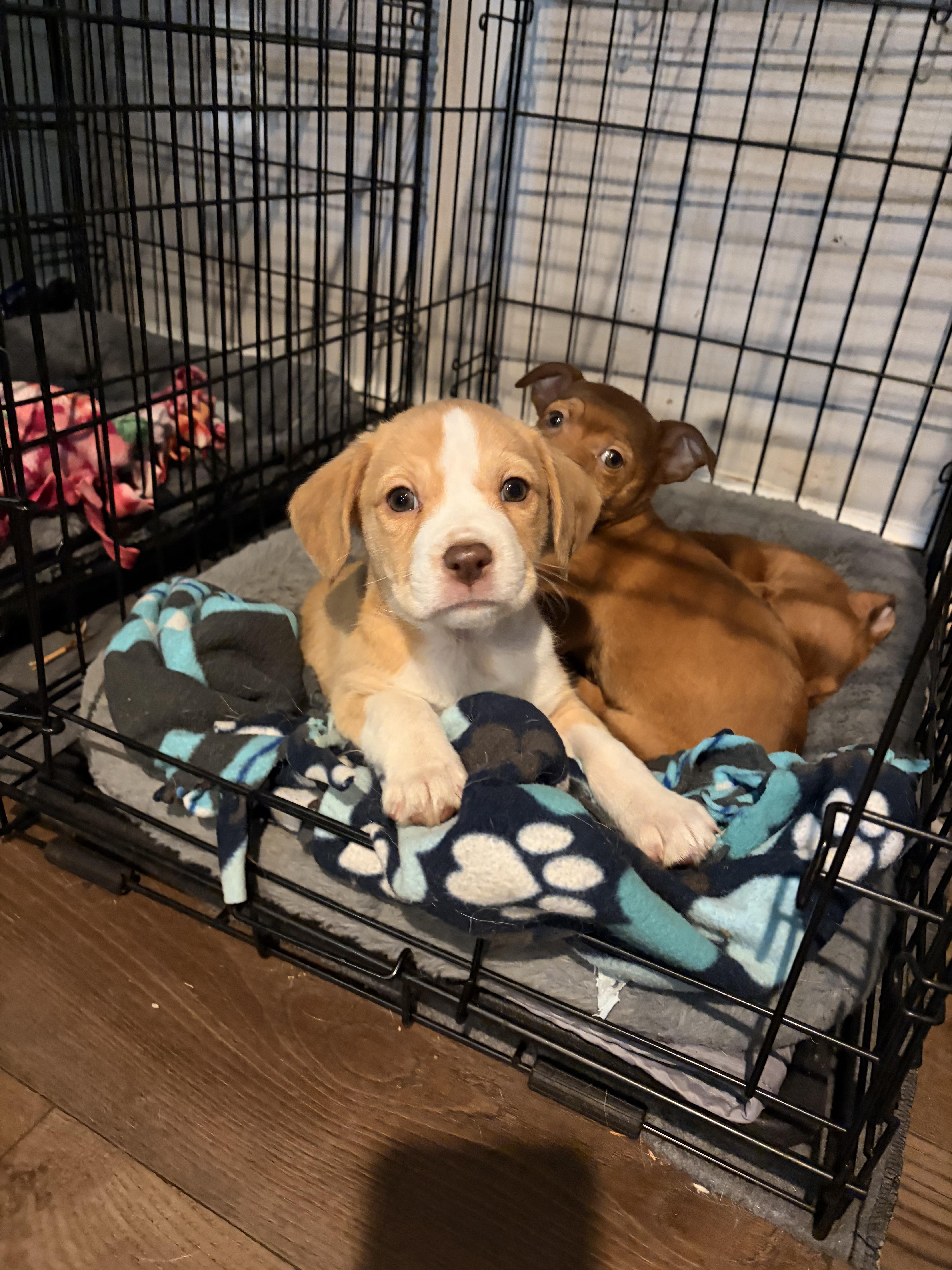 Enlarge Skye, a ADOPTABLE Beagle in Byron, IL image 2/6