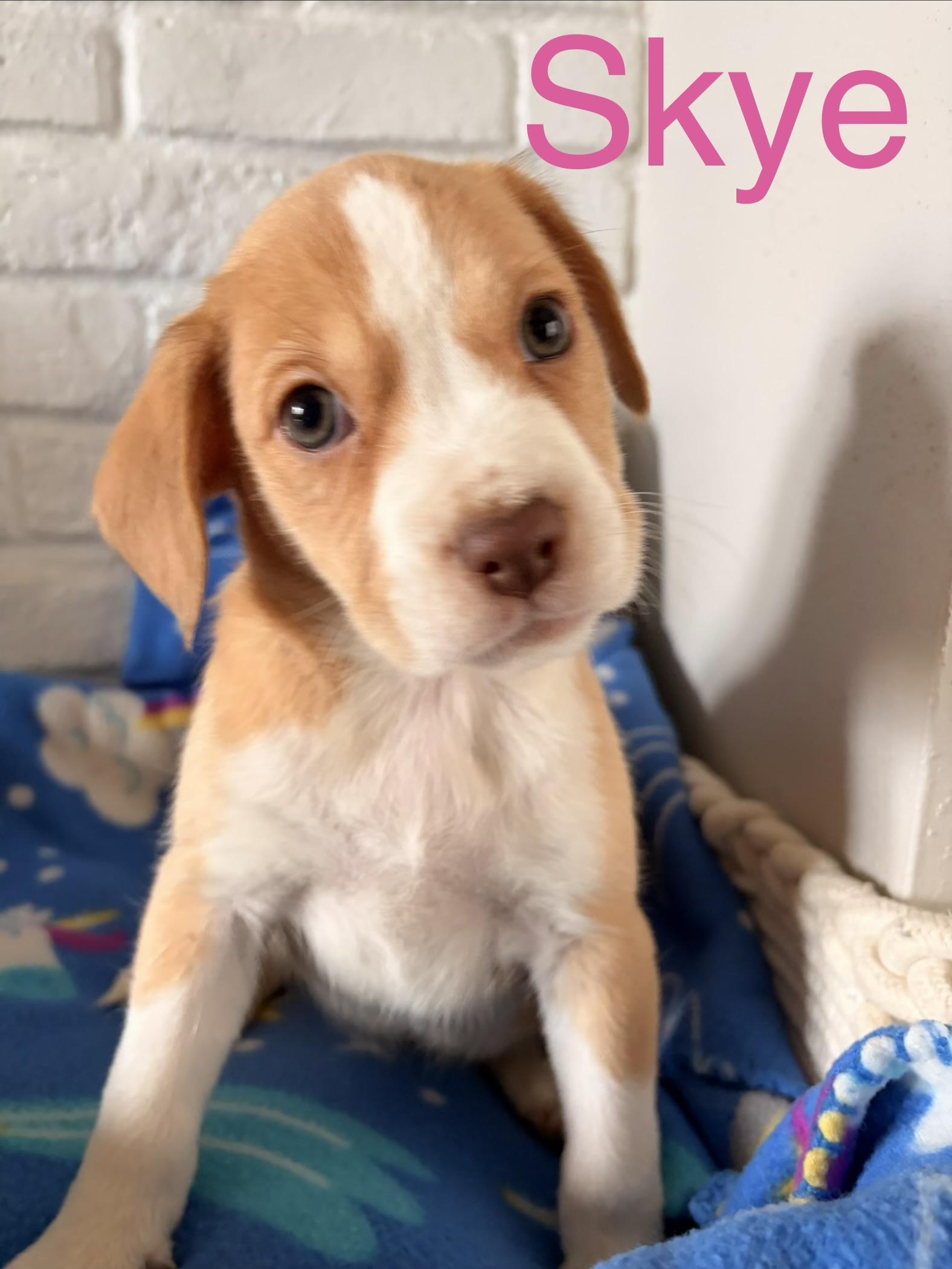 Skye, ADOPTABLE, Puppy Female Beagle.