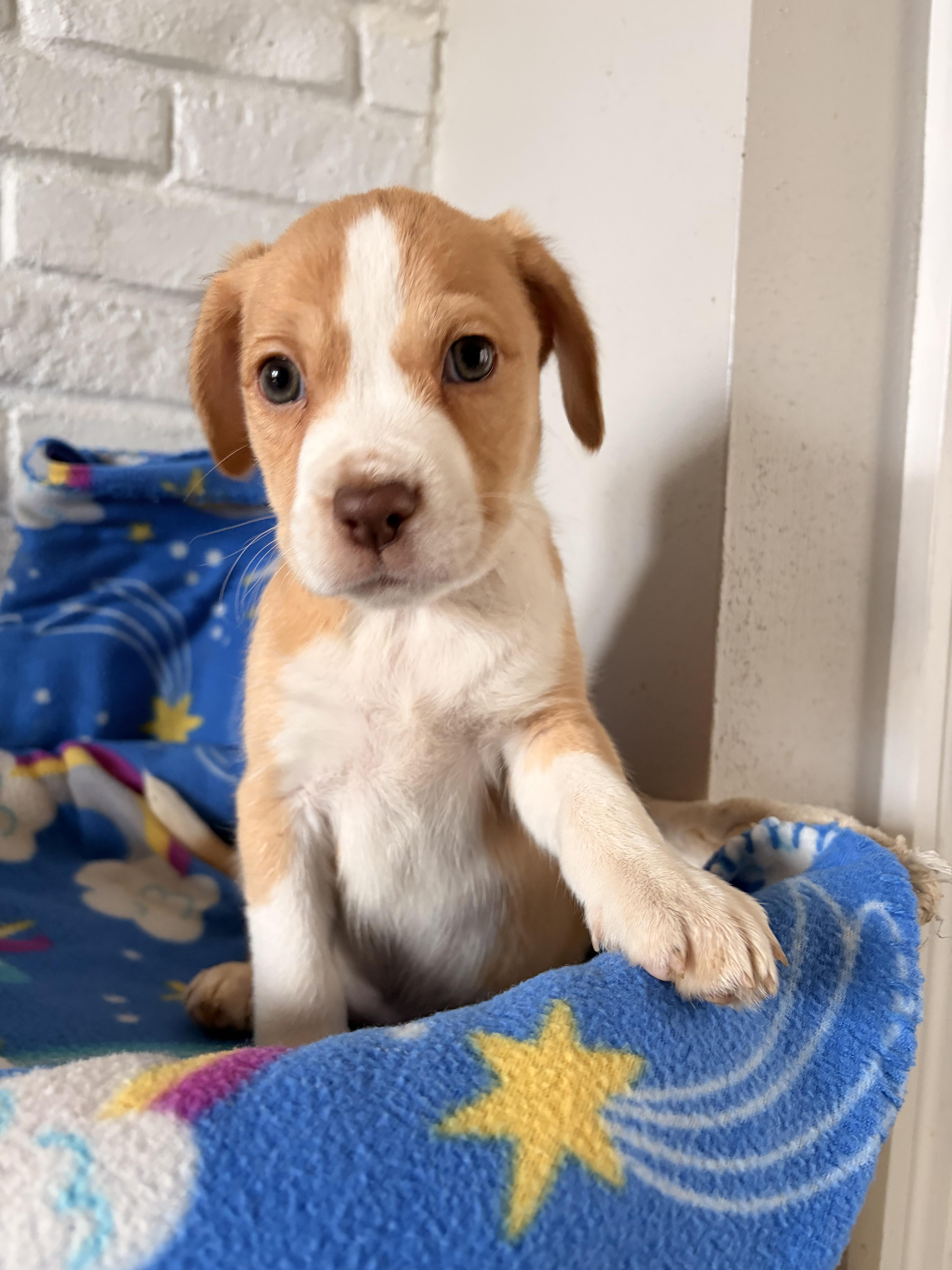 Enlarge Skye, a ADOPTABLE Beagle in Byron, IL image 3/6