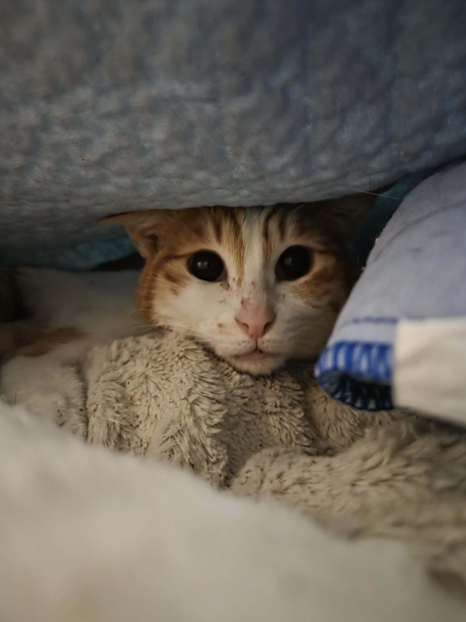 Enlarge Chloe, a Adoptable Egyptian Mau in Janesville , WI image 6/6