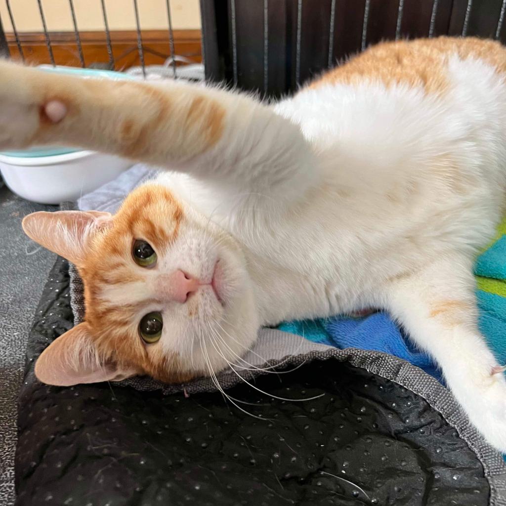 Enlarge Chloe, a Adoptable Egyptian Mau in Janesville , WI image 5/6