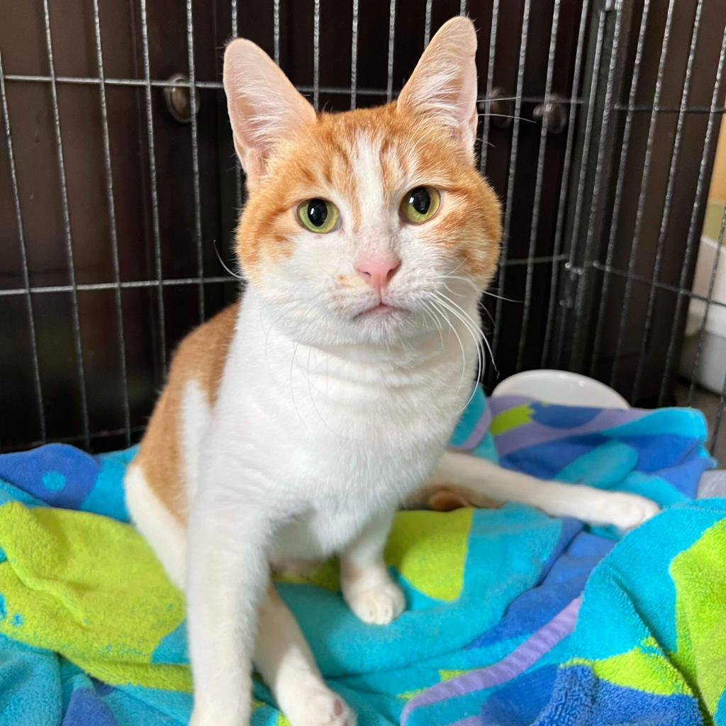 Enlarge Chloe, a Adoptable Egyptian Mau in Janesville , WI image 1/6