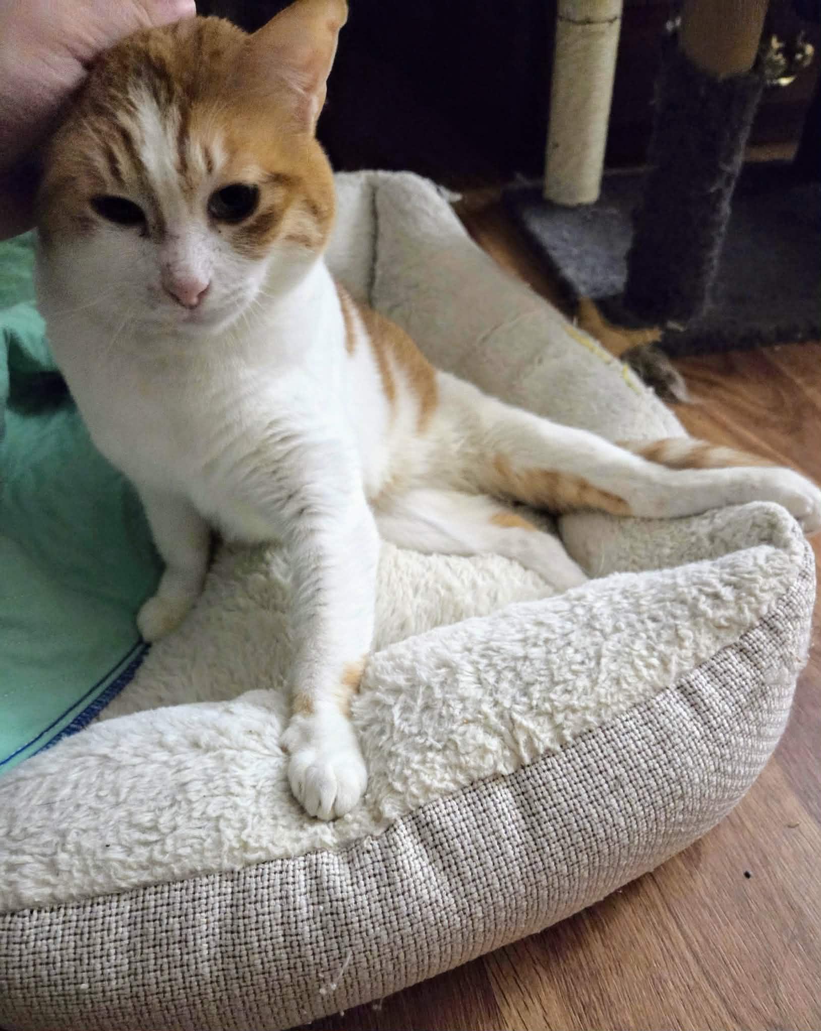 Enlarge Chloe, a Adoptable Egyptian Mau in Janesville , WI image 2/6
