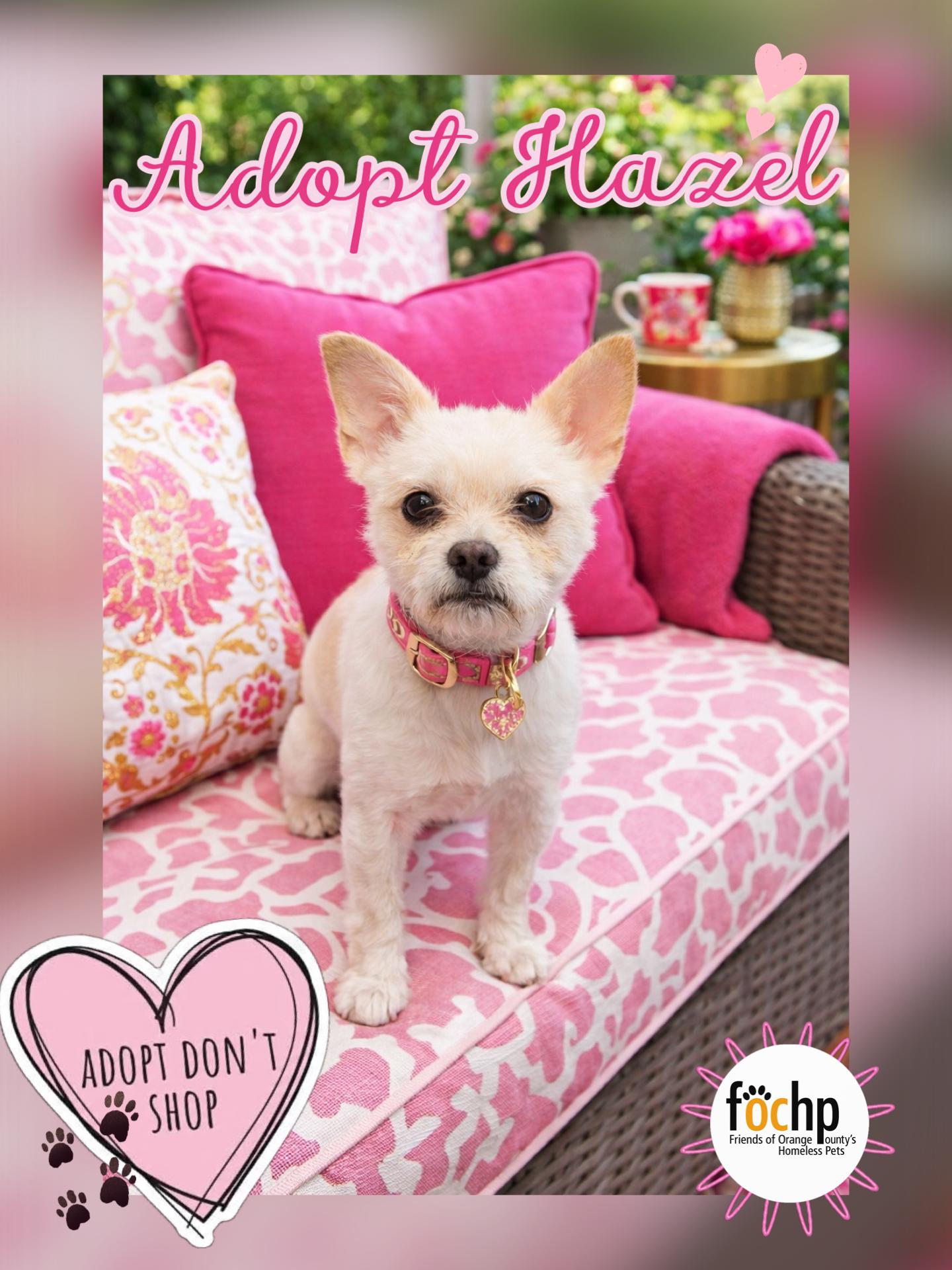 Hazel, Adoptable, Adult Female Pug & French Bulldog.