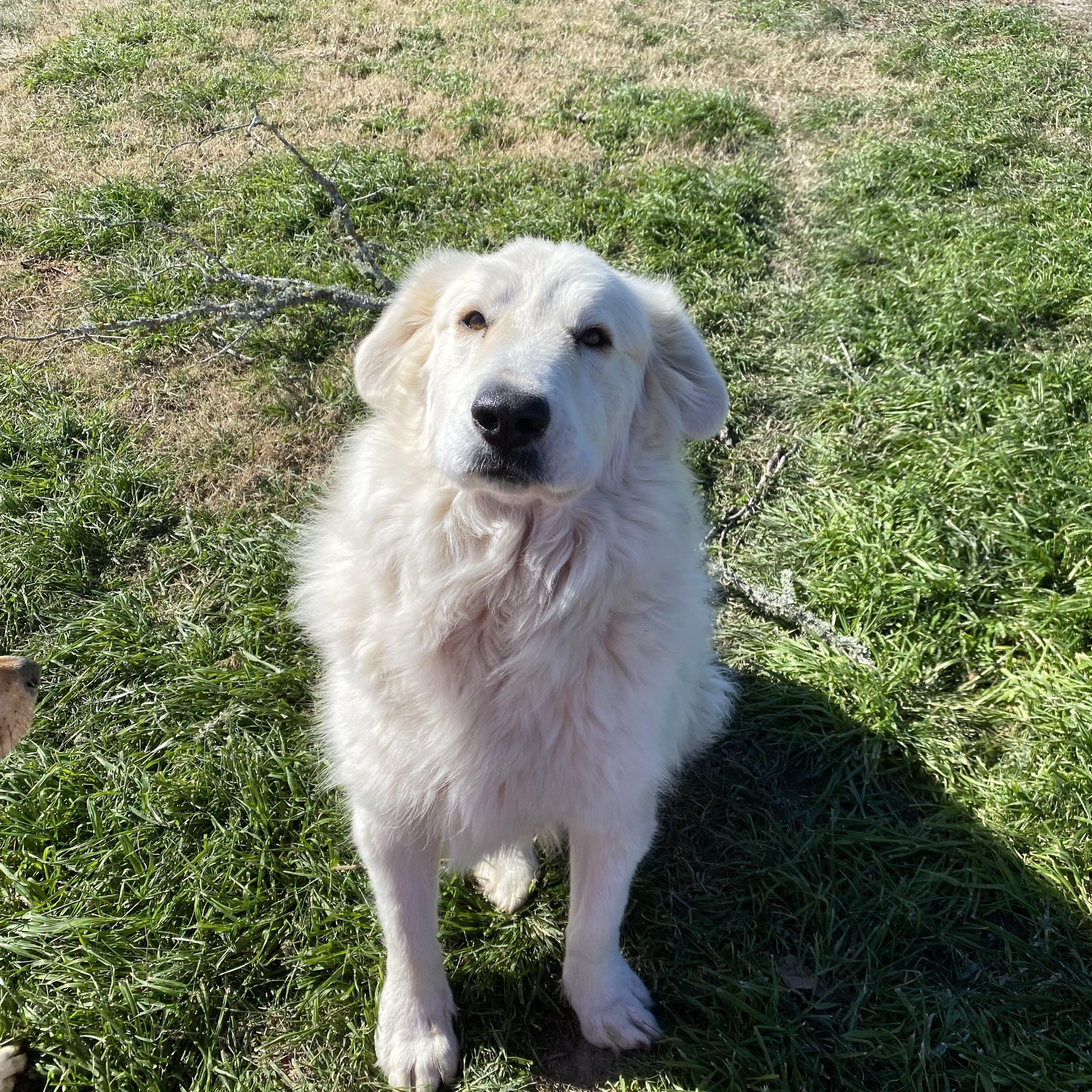 Bodhi, Adoptable, Adult Male Great Pyrenees.
