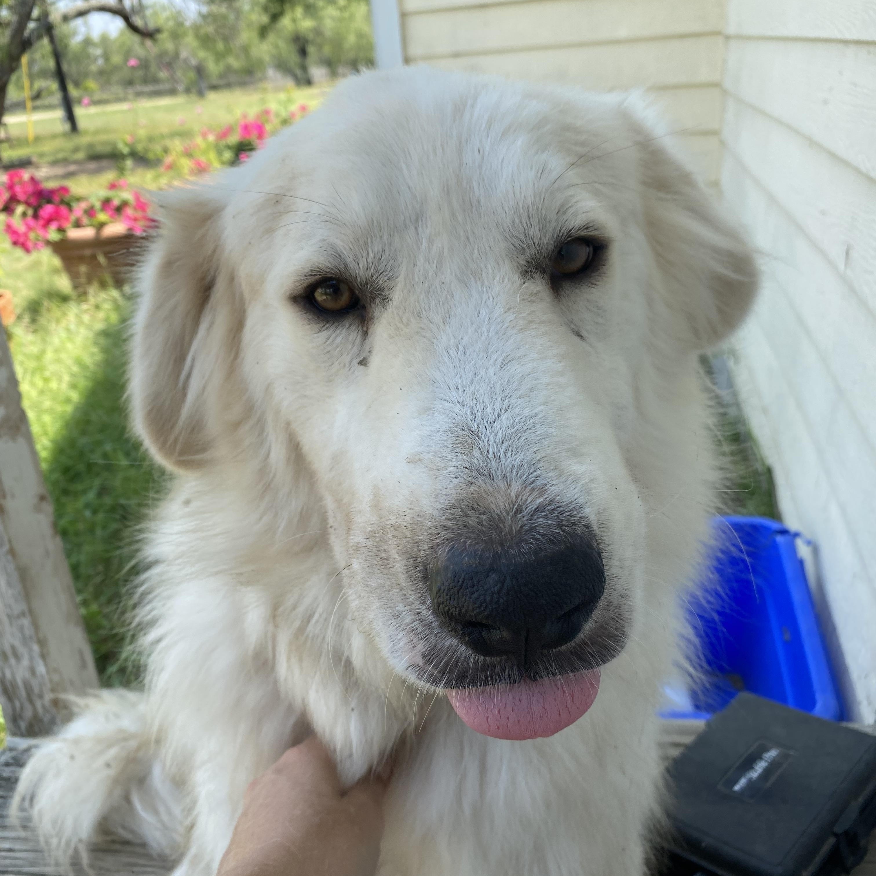 Enlarge Bodhi, a Adoptable mixed breed in Johnson City, TX image 2/3