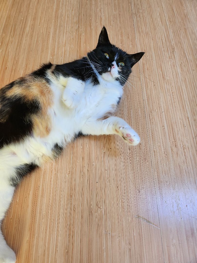 Enlarge Lady Bird, a Adopted Calico in Marin, CA image 1/6