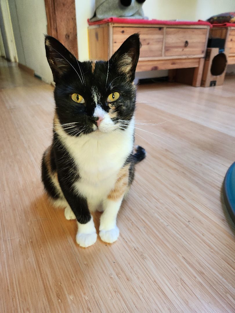 Enlarge Lady Bird, a Adopted Calico in Marin, CA image 2/6