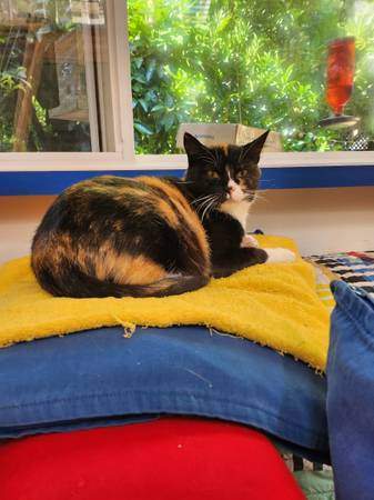 Enlarge Lady Bird, a Adopted Calico in Marin, CA image 3/6