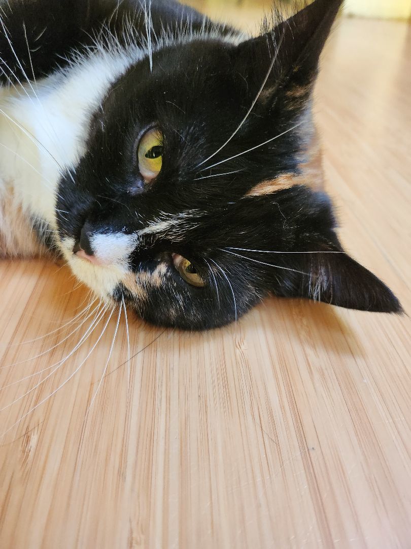 Enlarge Lady Bird, a Adopted Calico in Marin, CA image 4/6