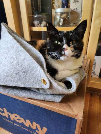 Enlarge Lady Bird, a Adopted Calico in Marin, CA image 5/6