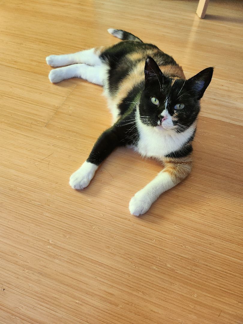 Enlarge Lady Bird, a Adopted Calico in Marin, CA image 6/6
