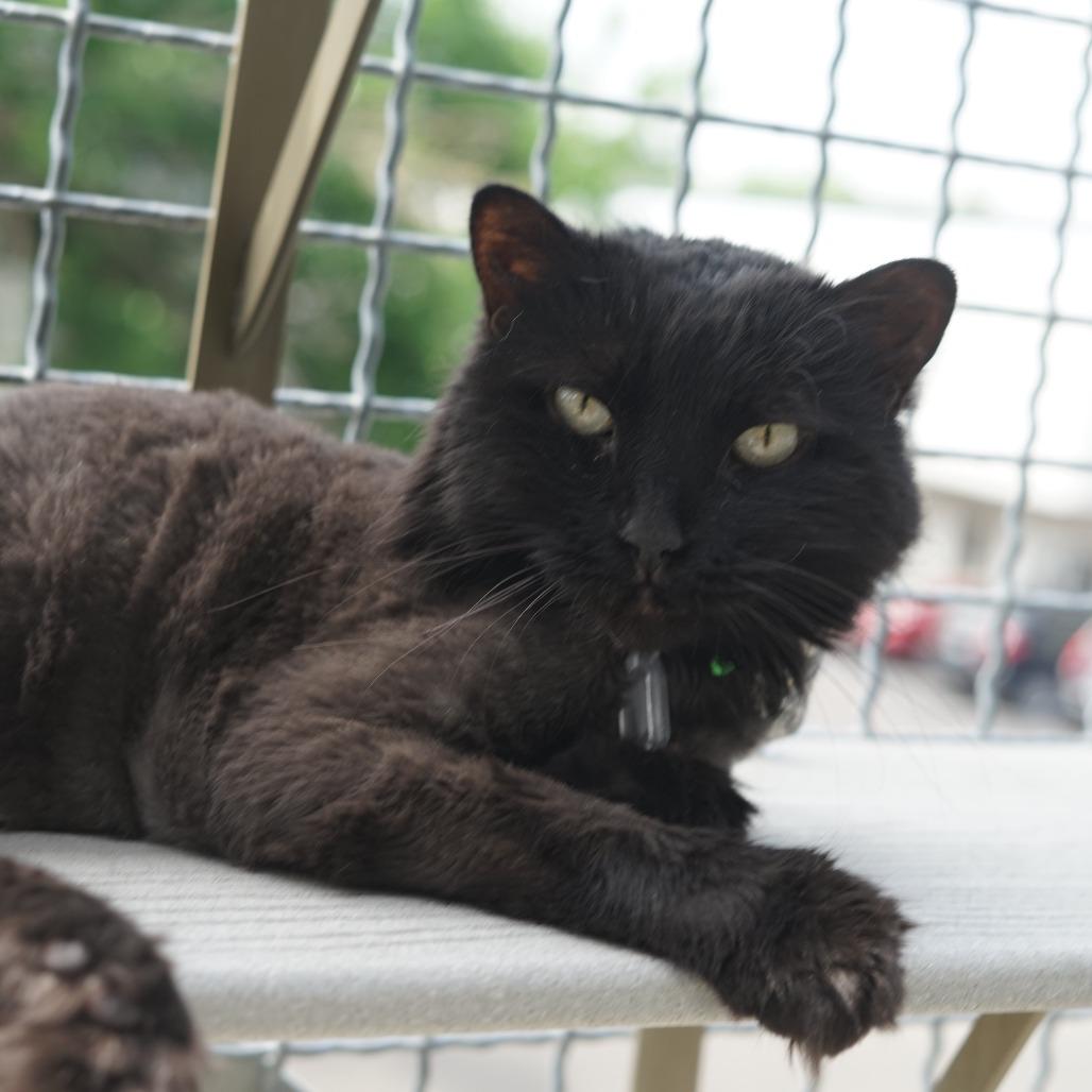 Enlarge Lilly, a Adoptable Domestic Long Hair in Evansville, IN image 1/3