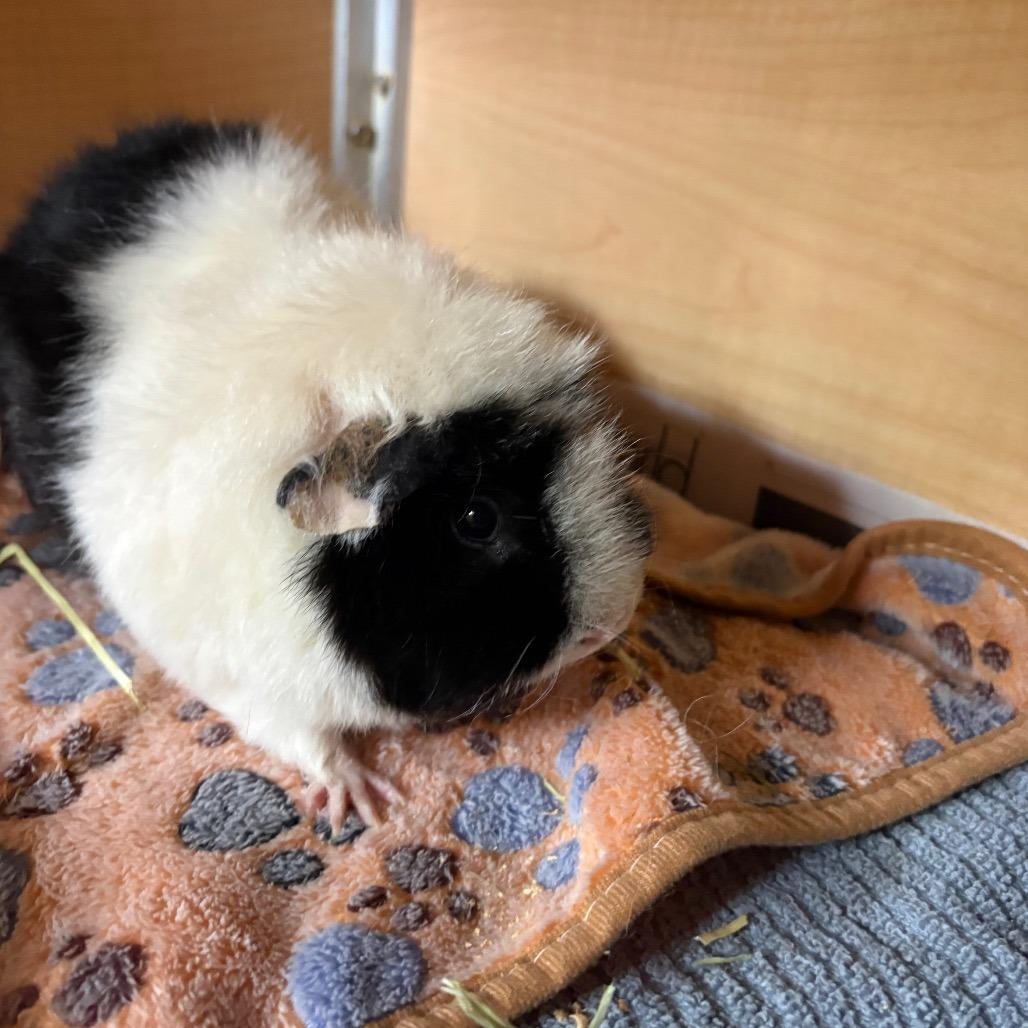 Enlarge Passion, a Adoptable mixed breed in Chesapeake, VA image 1/1