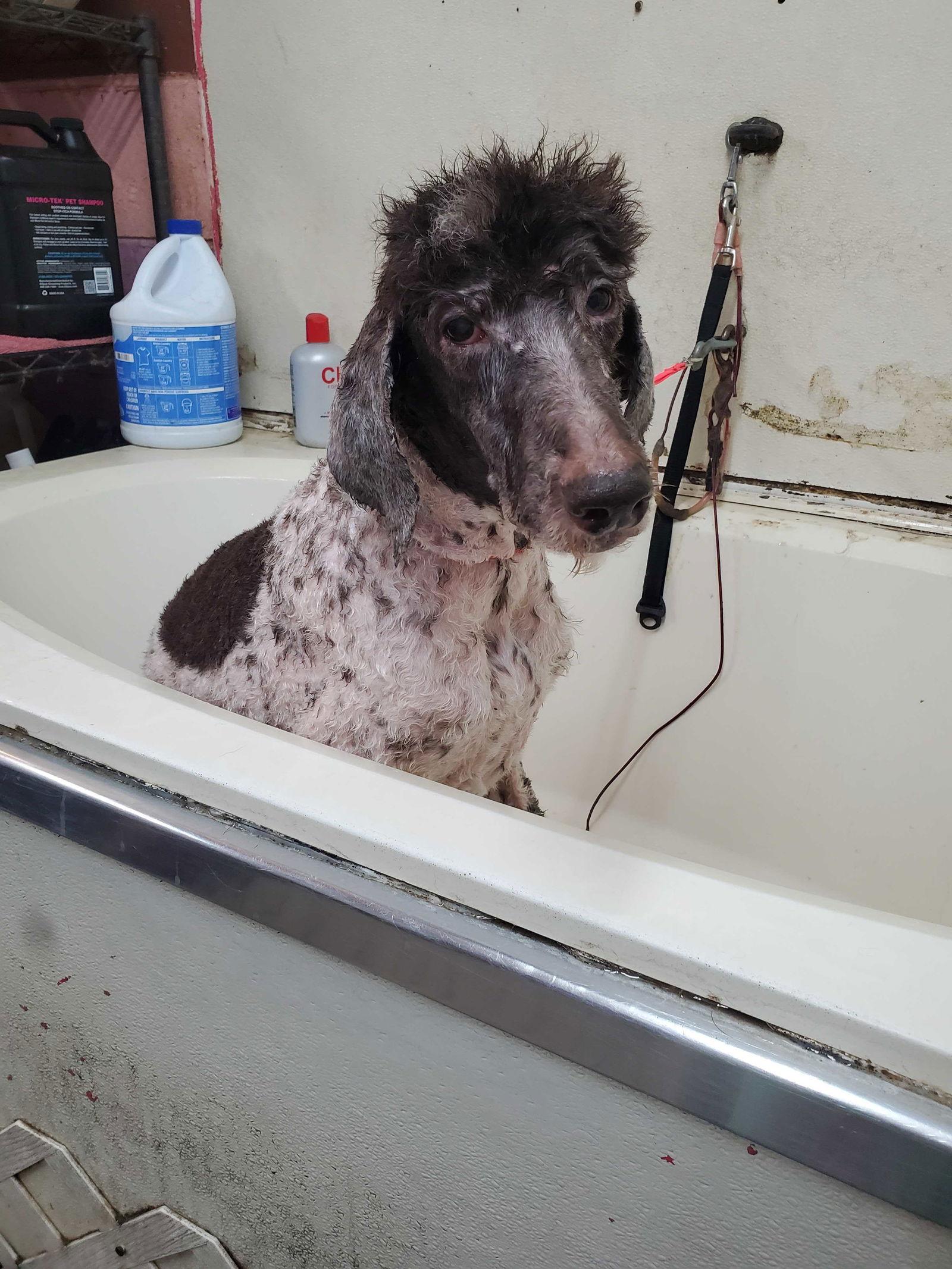 Enlarge AEC/CC-Margaret Jun 25-CATARACT+DENTAL, a Adopted Standard Poodle in Pacolet, SC image 1/1