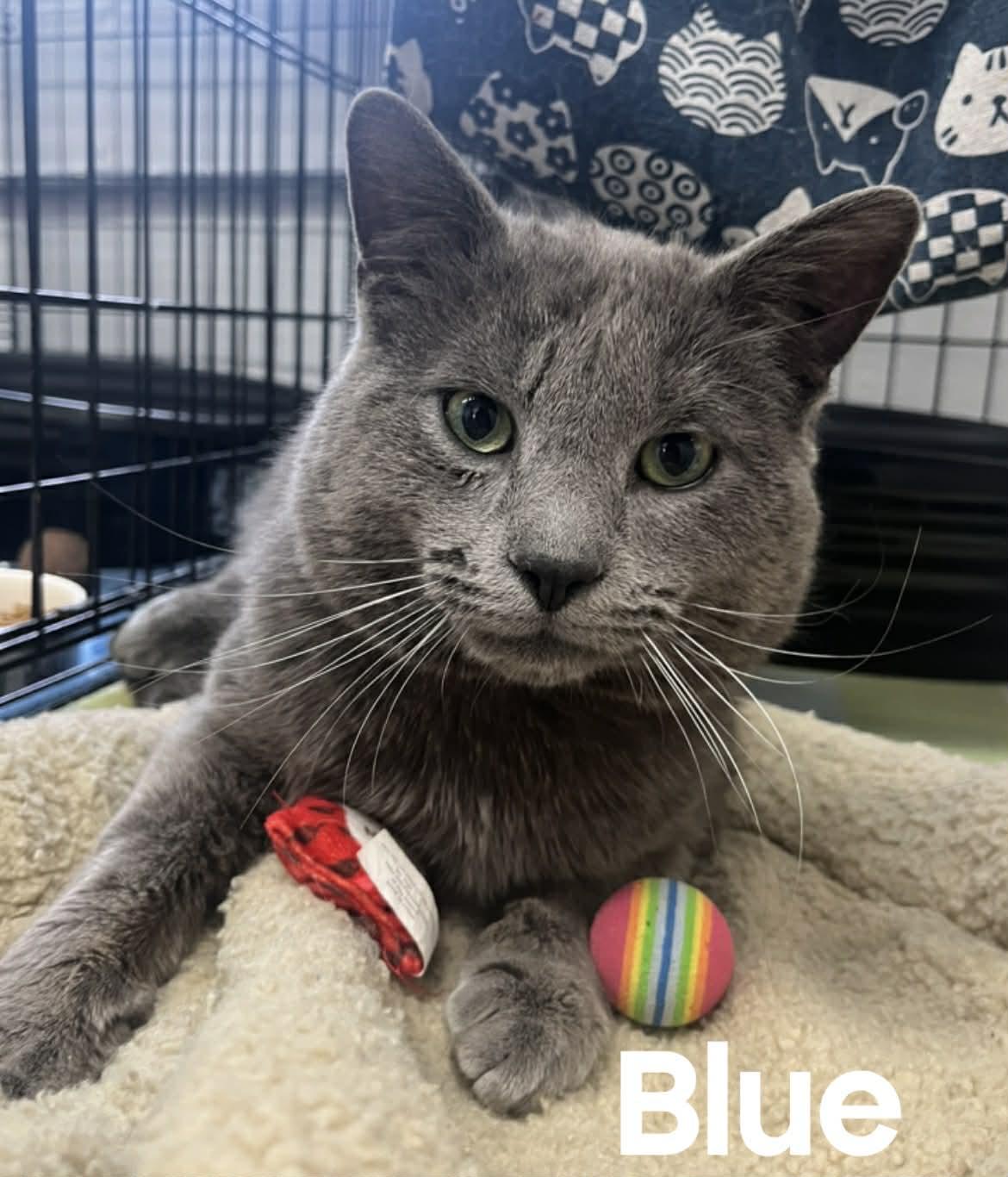 Blue, ADOPTABLE, Young Male American Shorthair.
