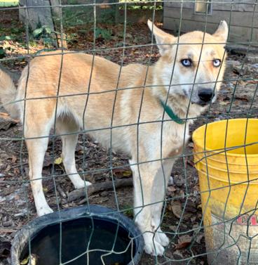 Enlarge Sassy 25D-294, a Adoptable mixed breed in Corinth, MS image 1/3