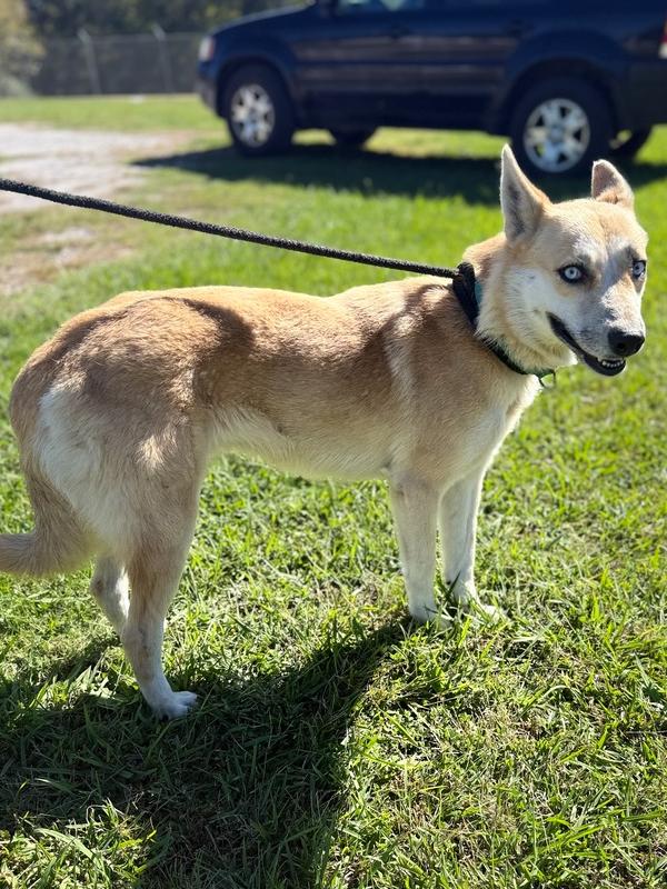 Enlarge Sassy 25D-294, a Adoptable mixed breed in Corinth, MS image 2/3