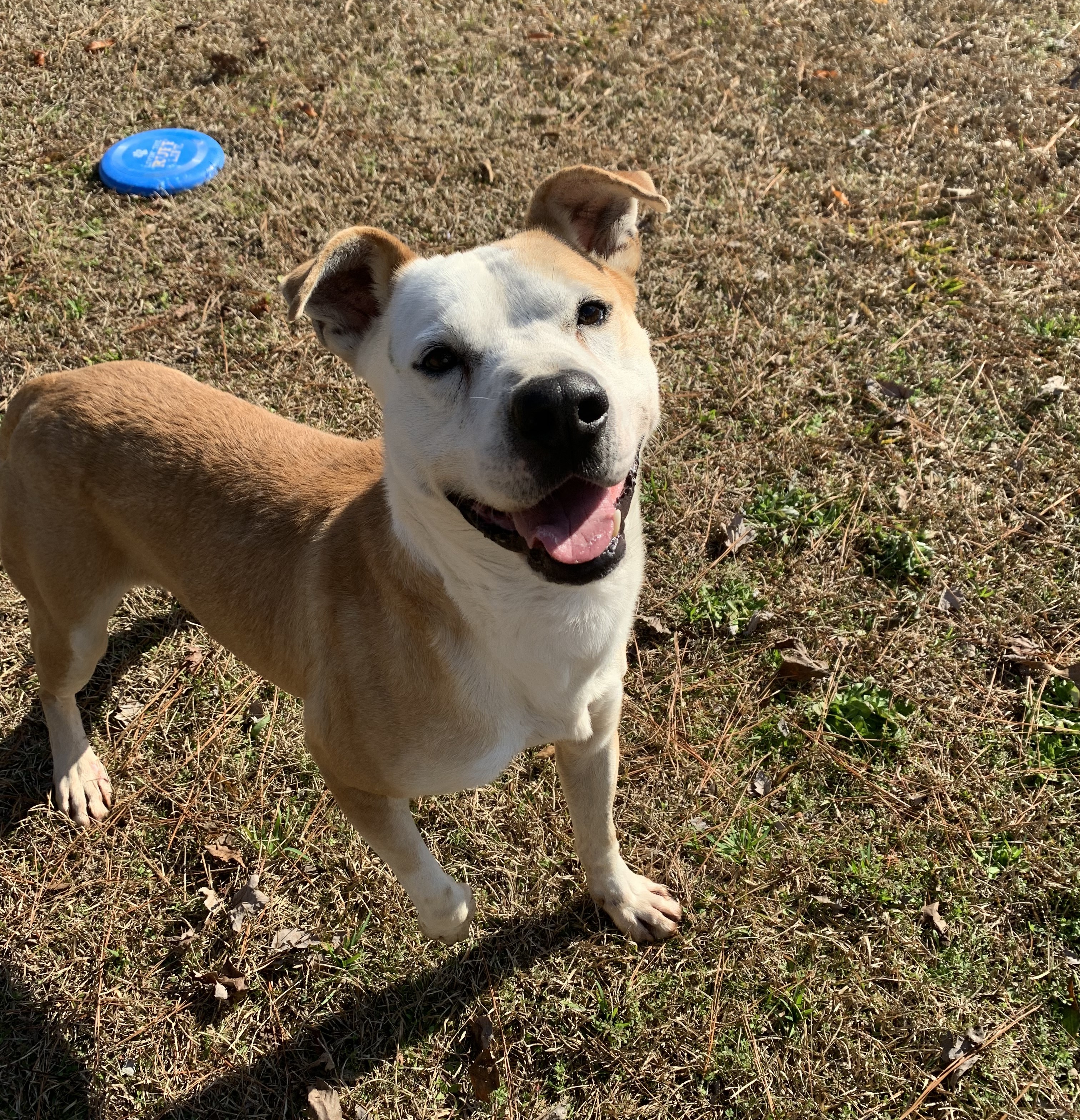 Enlarge Xander, a Adoptable mixed breed in Manning, SC image 1/1