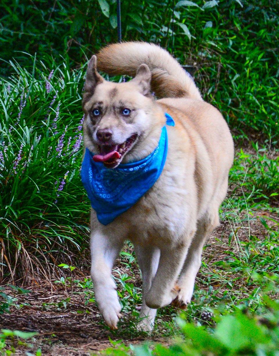 Doli ***Home for the Holidays 1/2 price!, Adoptable, Senior Female Husky & Shepherd.