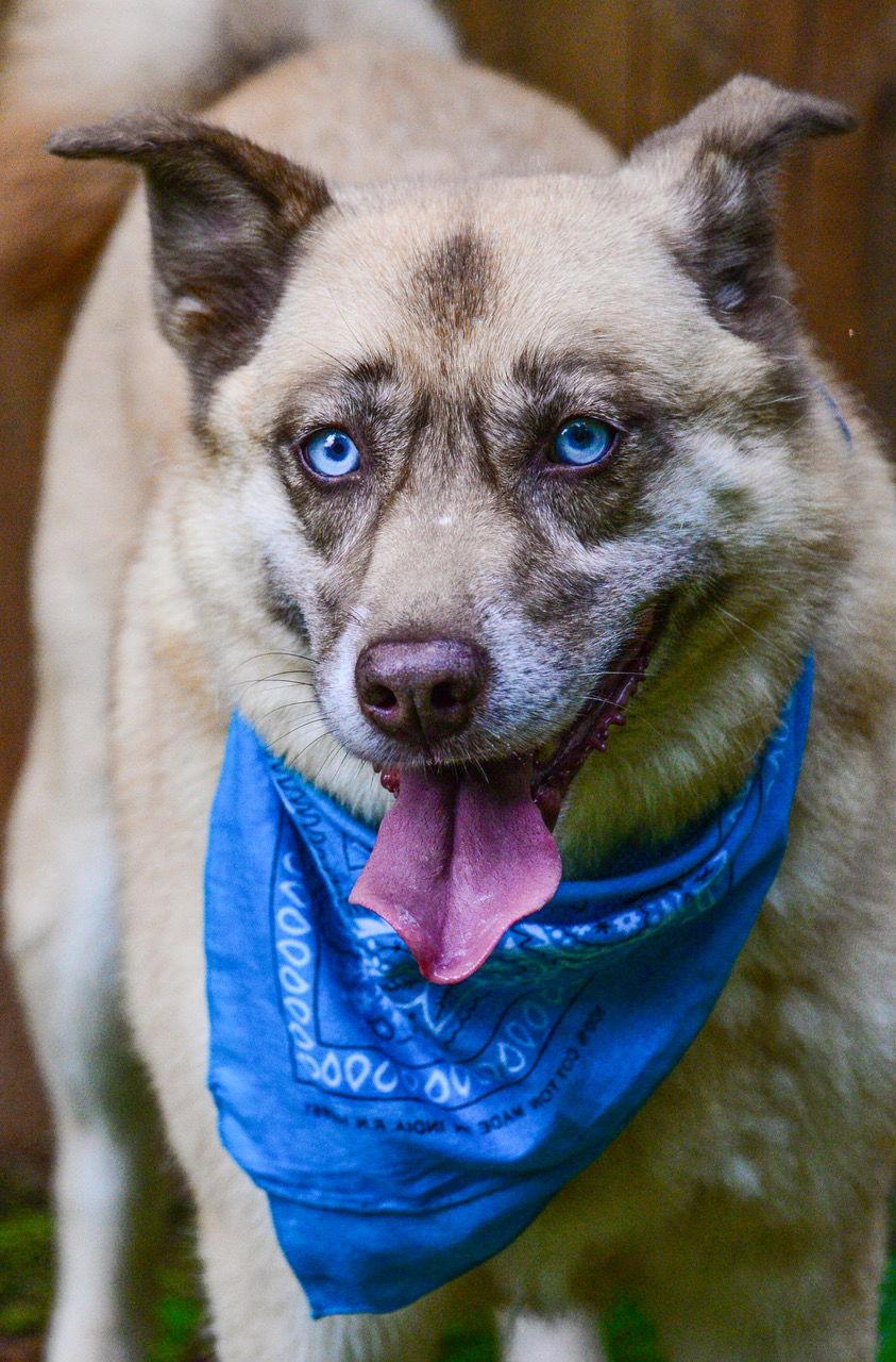 Doli ***Home for the Holidays 1/2 price!, Adoptable, Senior Female Husky & Shepherd.