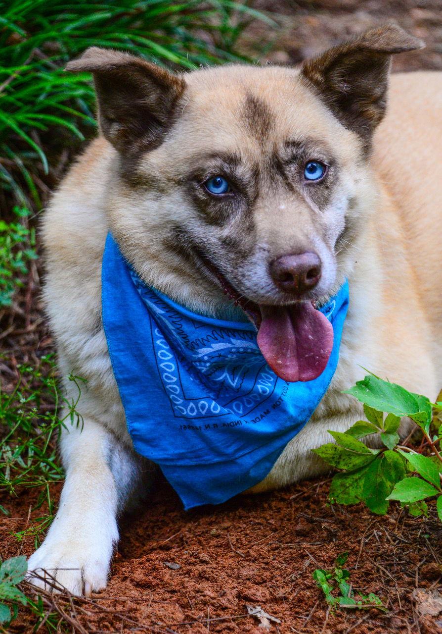 Doli ***Home for the Holidays 1/2 price!, a Adoptable mixed breed in Alpharetta, GA image 2/6