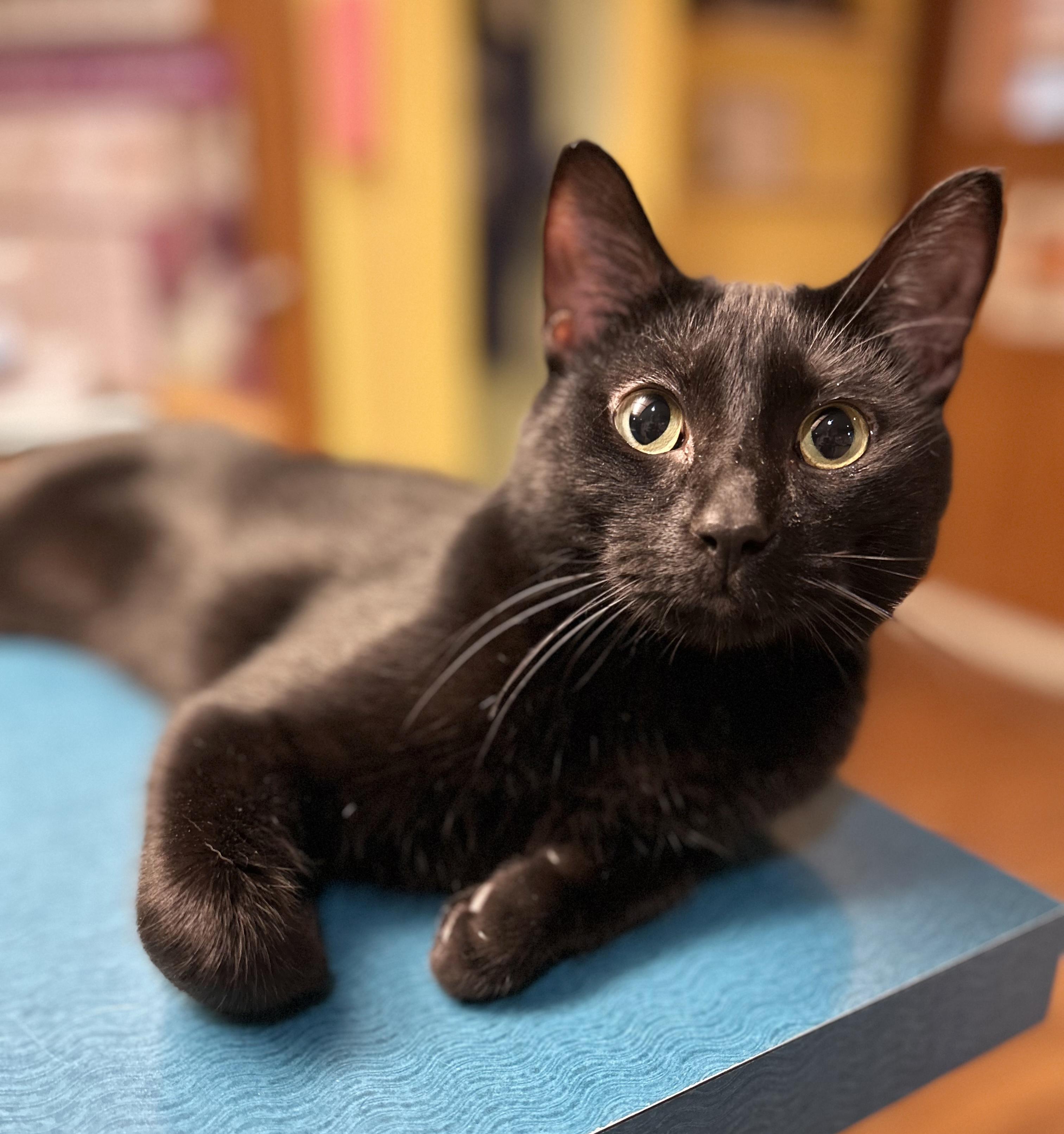 Jett, Adoptable, Young Male Domestic Short Hair.