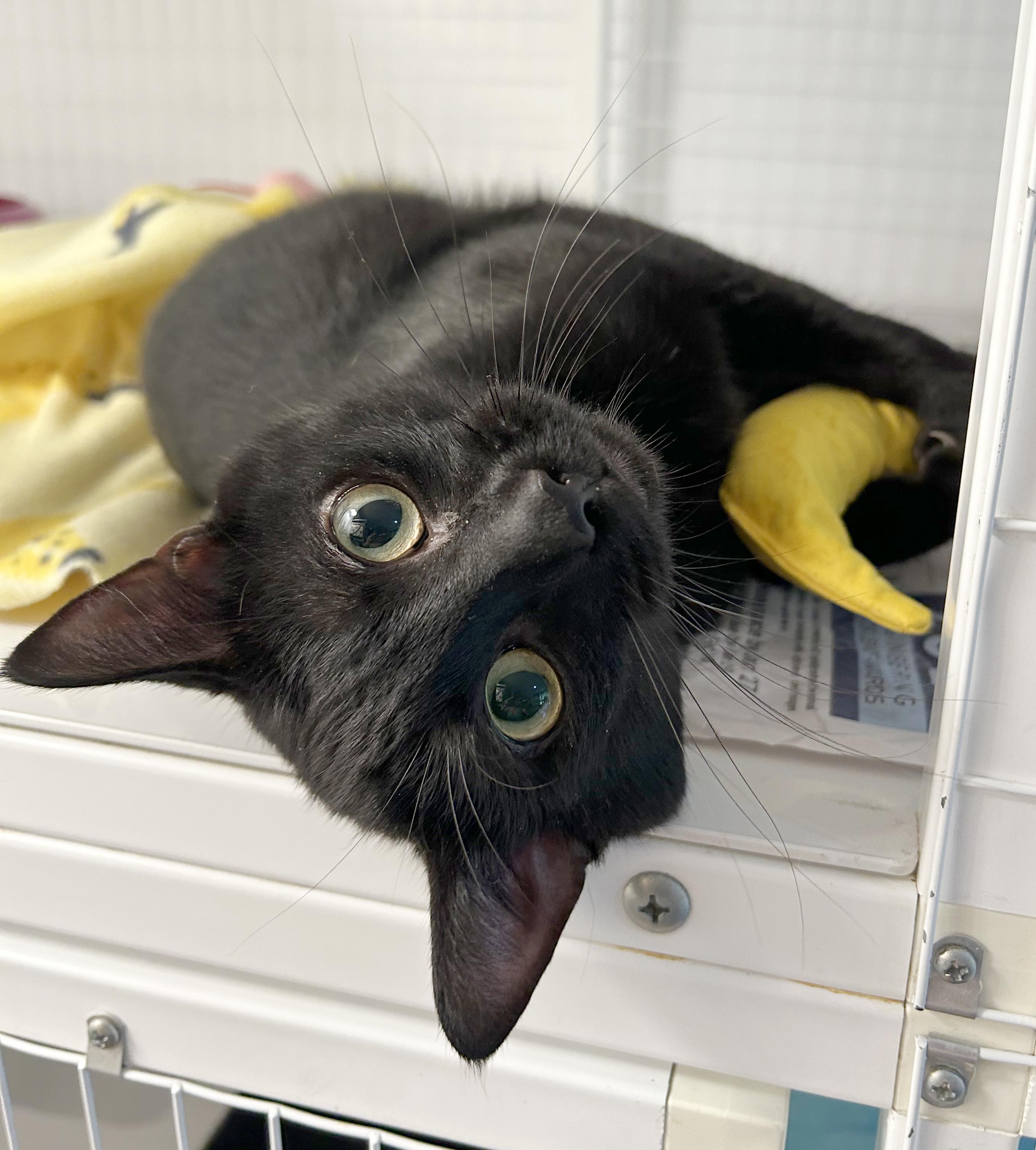 Enlarge Jett, a Adoptable Domestic Short Hair in Parkville, MO image 6/6