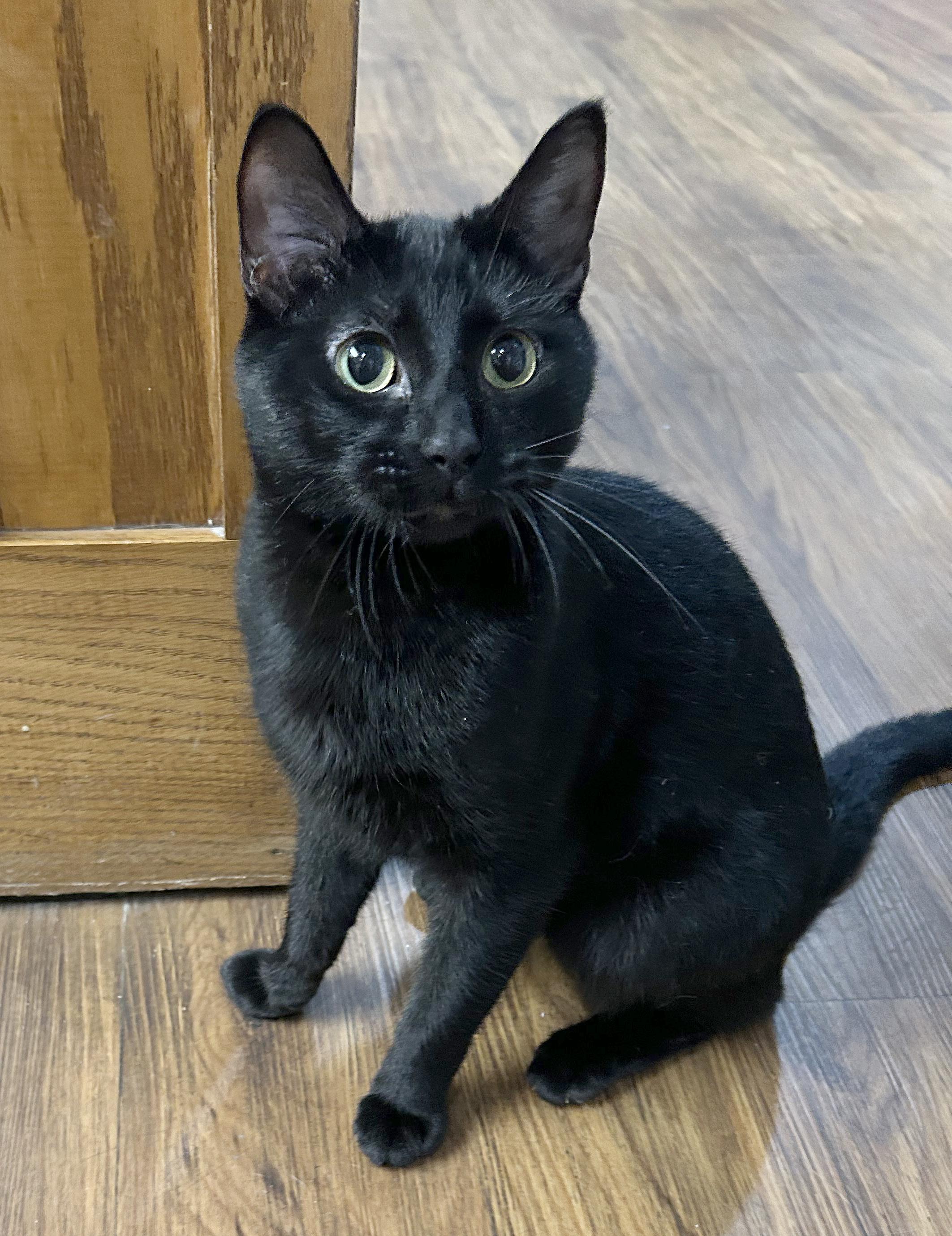 Enlarge Jett, a Adoptable Domestic Short Hair in Parkville, MO image 2/6