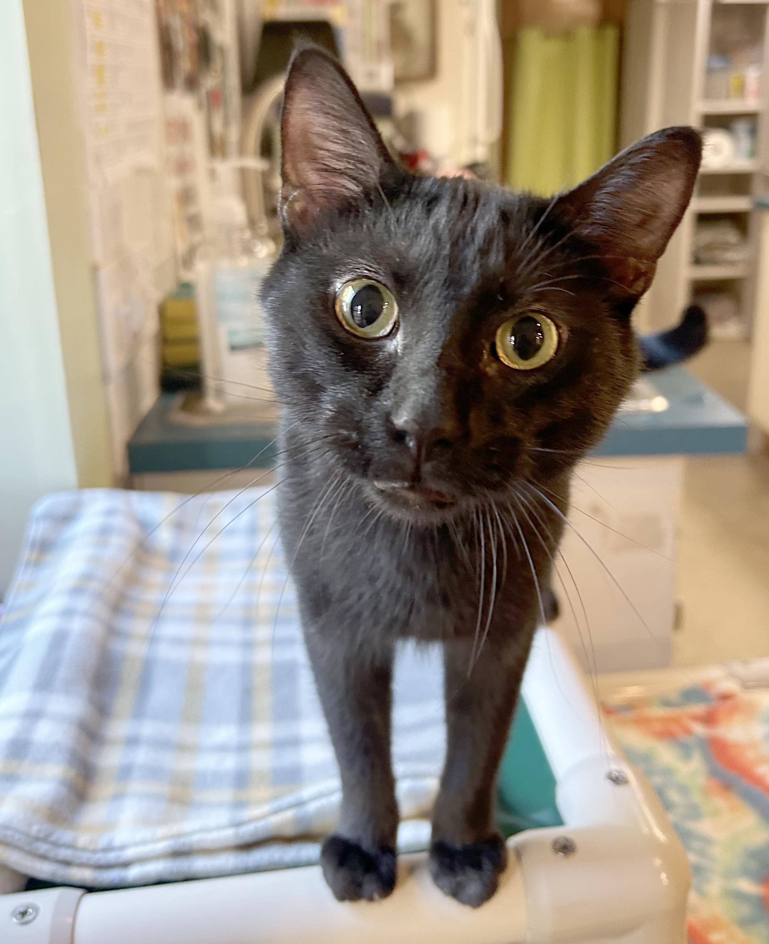 Enlarge Jett, a Adoptable Domestic Short Hair in Parkville, MO image 5/6