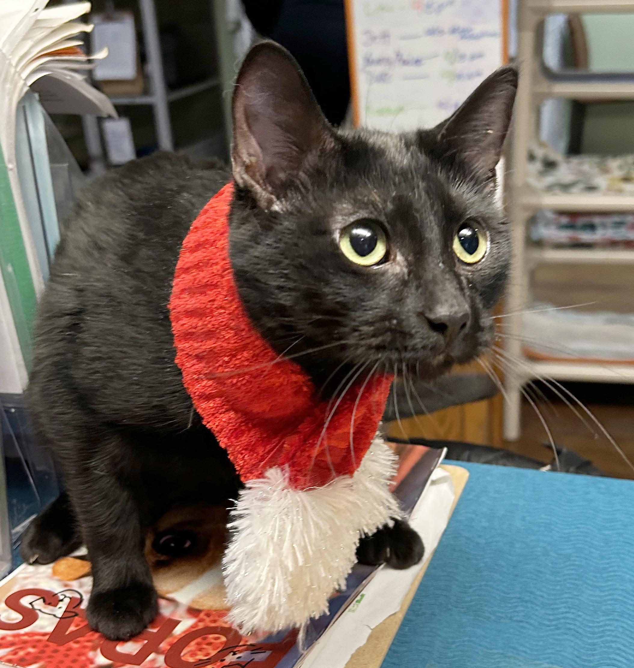 Jett, Adoptable, Young Male Domestic Short Hair.