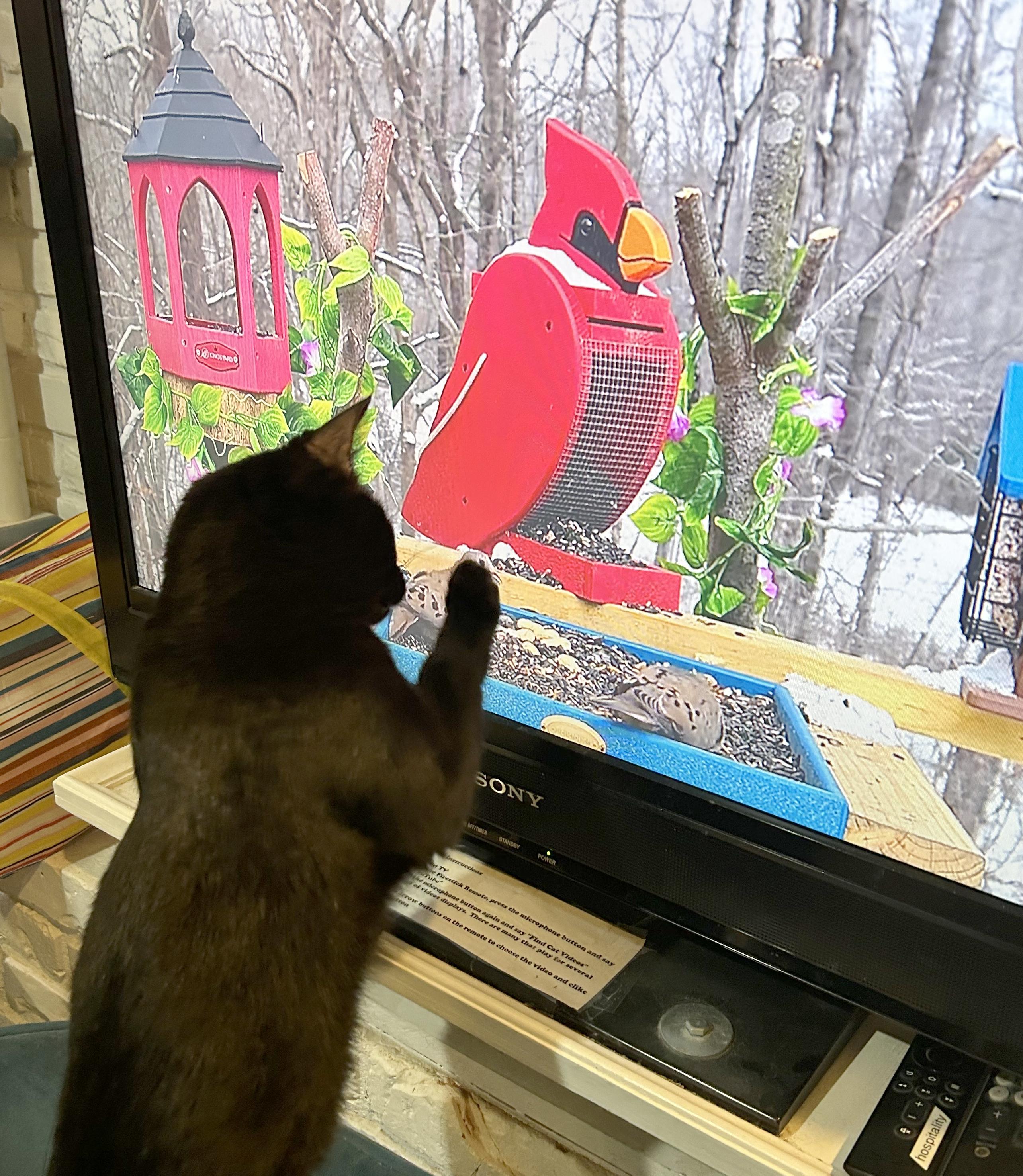 Enlarge Jett, a Adoptable Domestic Short Hair in Parkville, MO image 4/6