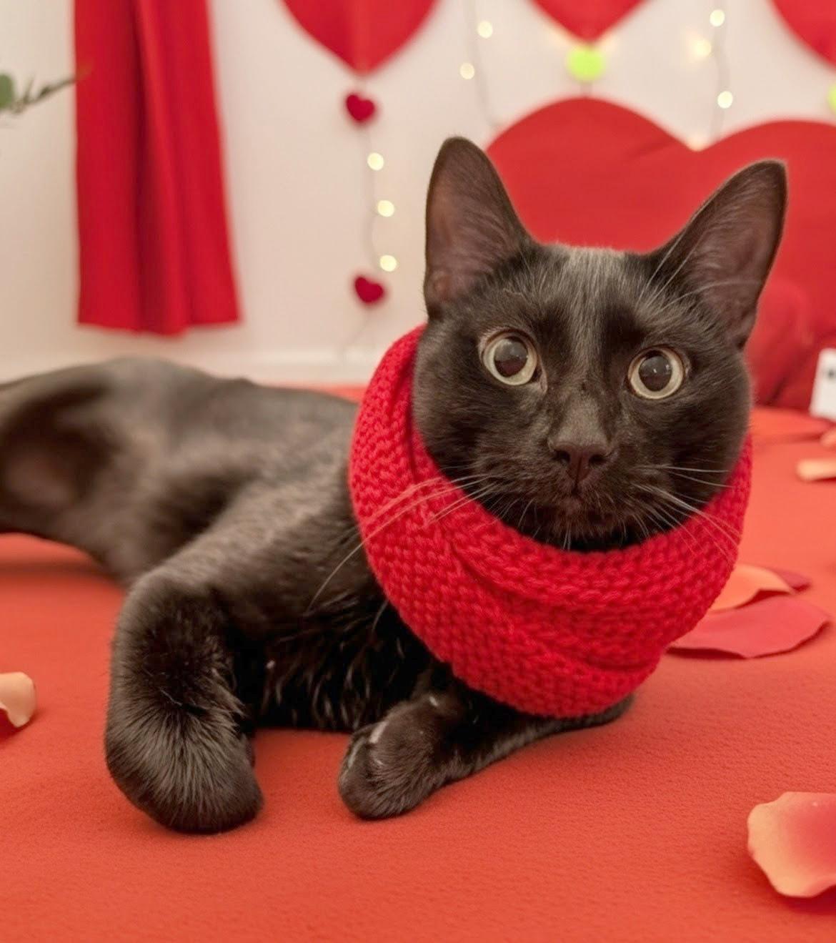 Jett, Adoptable, Young Male Domestic Short Hair.