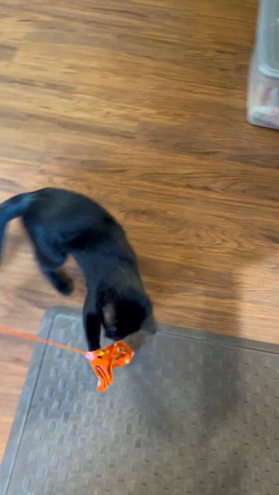 Enlarge Jett, a Adoptable Domestic Short Hair in Parkville, MO video 3/6