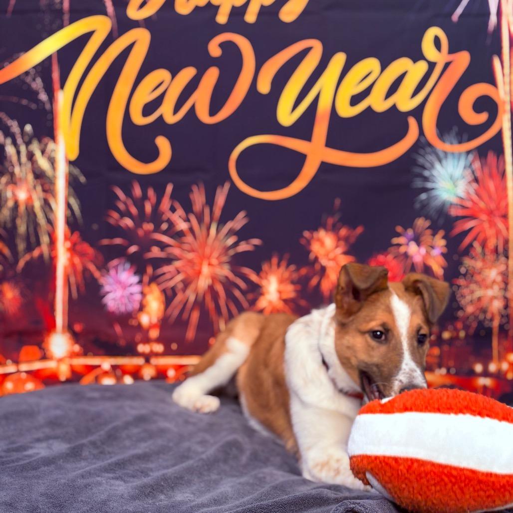 Enlarge Scooter, a ADOPTABLE Smooth Collie in Fenton, MI image 3/4