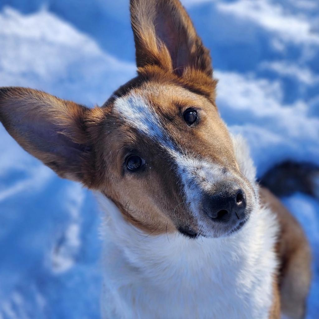 Scooter, ADOPTABLE, Puppy Male Smooth Collie.