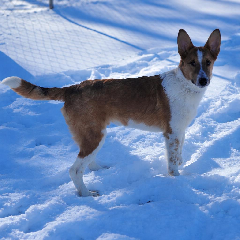Enlarge Scooter, an adopted Smooth Collie in Fenton, MI image 3/4