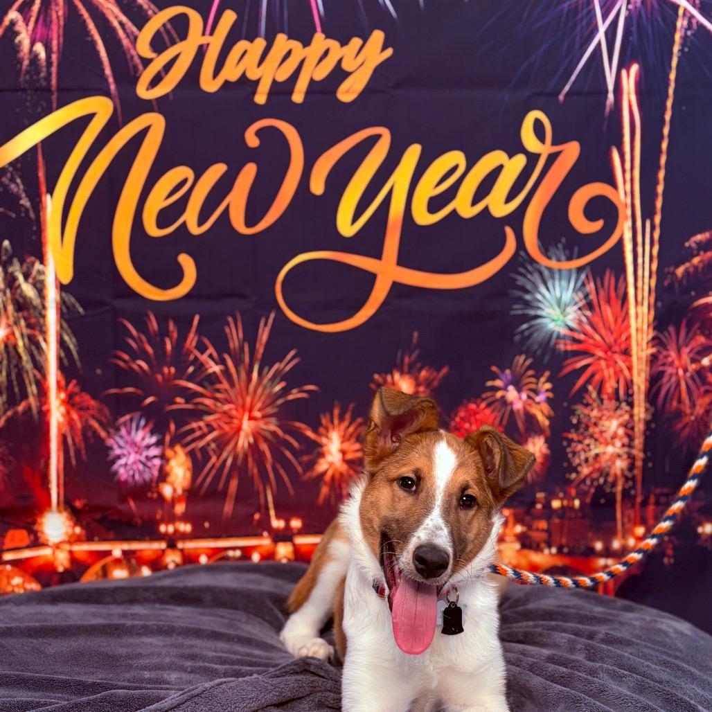 Scooter, ADOPTABLE, Puppy Male Smooth Collie.