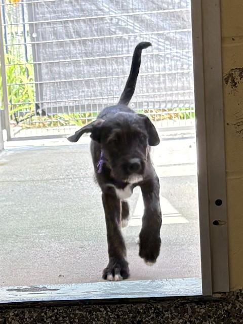 Enlarge SKITTLES, a Adoptable mixed breed in Brewster, MA image 1/1
