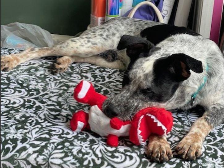 Enlarge Maverick, a ADOPTABLE mixed breed in Duluth, GA image 3/6