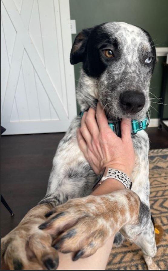 Enlarge Maverick, a ADOPTABLE mixed breed in Duluth, GA image 6/6