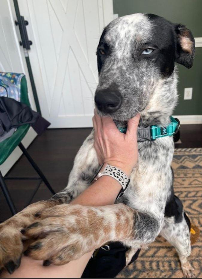 Enlarge Maverick, a ADOPTABLE mixed breed in Duluth, GA image 2/6