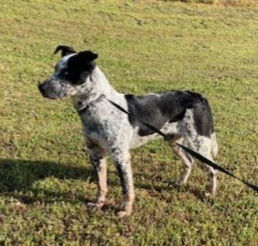 Enlarge Maverick, a ADOPTABLE mixed breed in Duluth, GA image 4/6