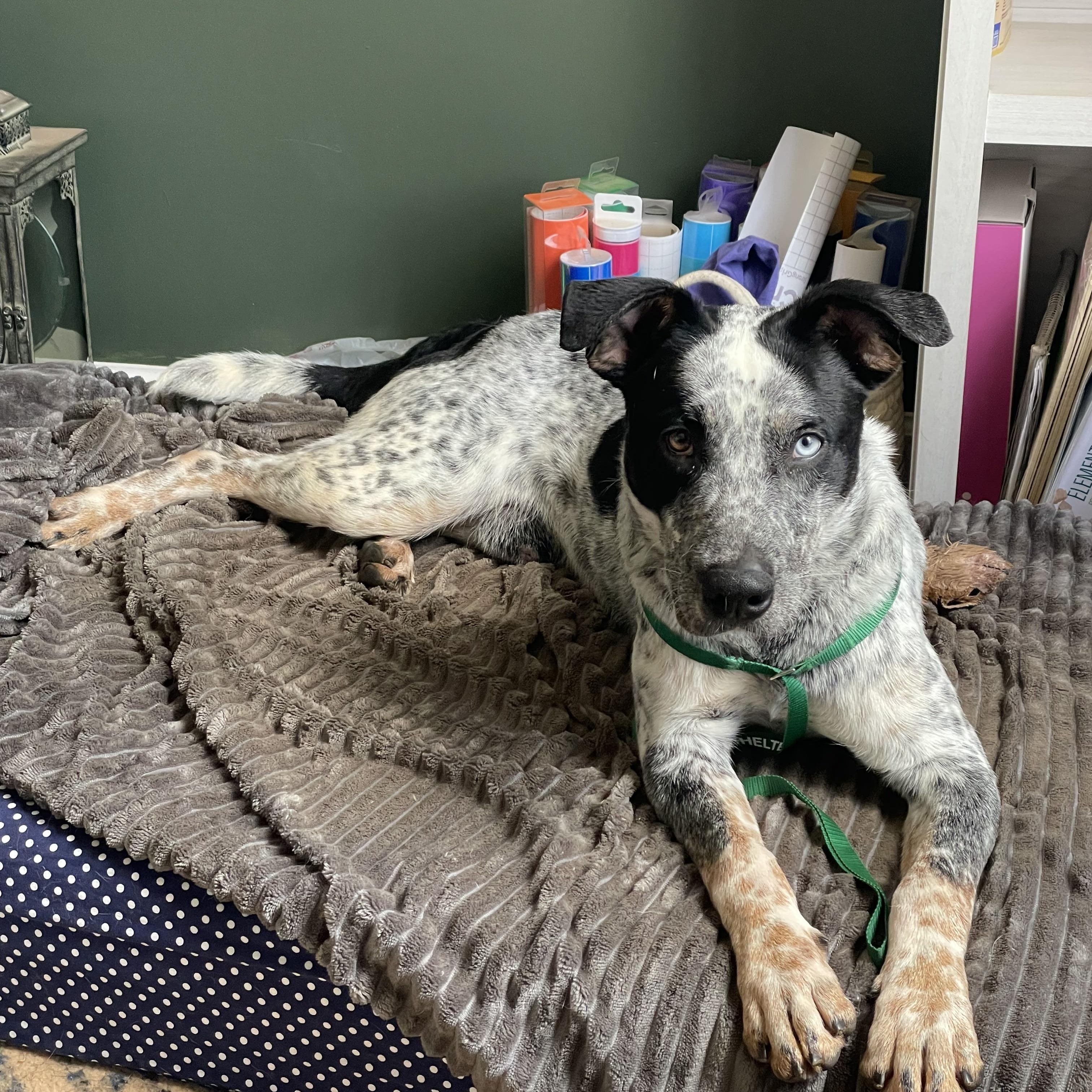 Maverick, ADOPTABLE, Young Male Australian Cattle Dog / Blue Heeler & Border Collie.
