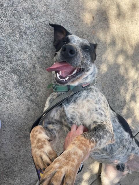 Enlarge Maverick, an adopted mixed breed in Duluth, GA image 6/6