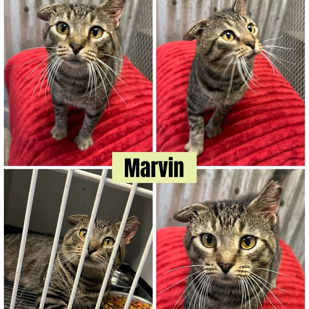 Marvin, Adoptable, Adult Male Domestic Short Hair.