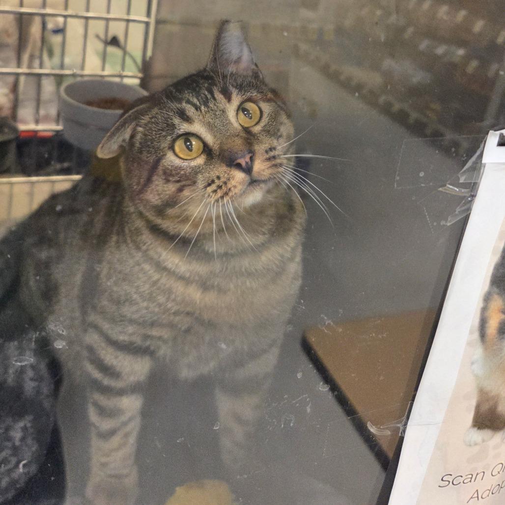 Enlarge Marvin, a Adoptable Domestic Short Hair in Gonzales, LA image 2/3