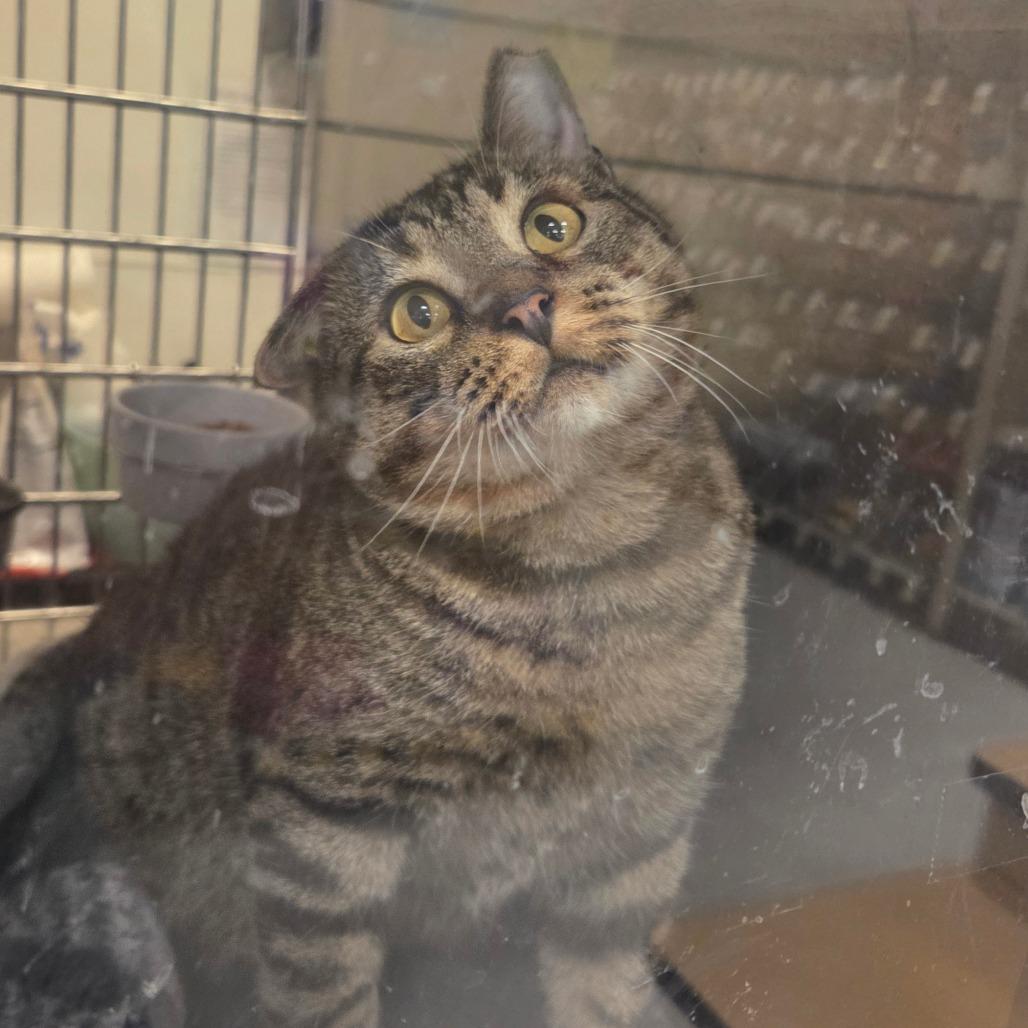 Enlarge Marvin, a Adoptable Domestic Short Hair in Gonzales, LA image 3/3